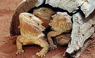 Alice Springs Reptile Centre