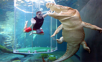 Swimming with the Crocodiles, Darwin Activities
