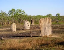 Termite Mounds